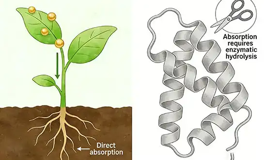 Mastering Root Systems: A Guide to Peptide-Based Root Development